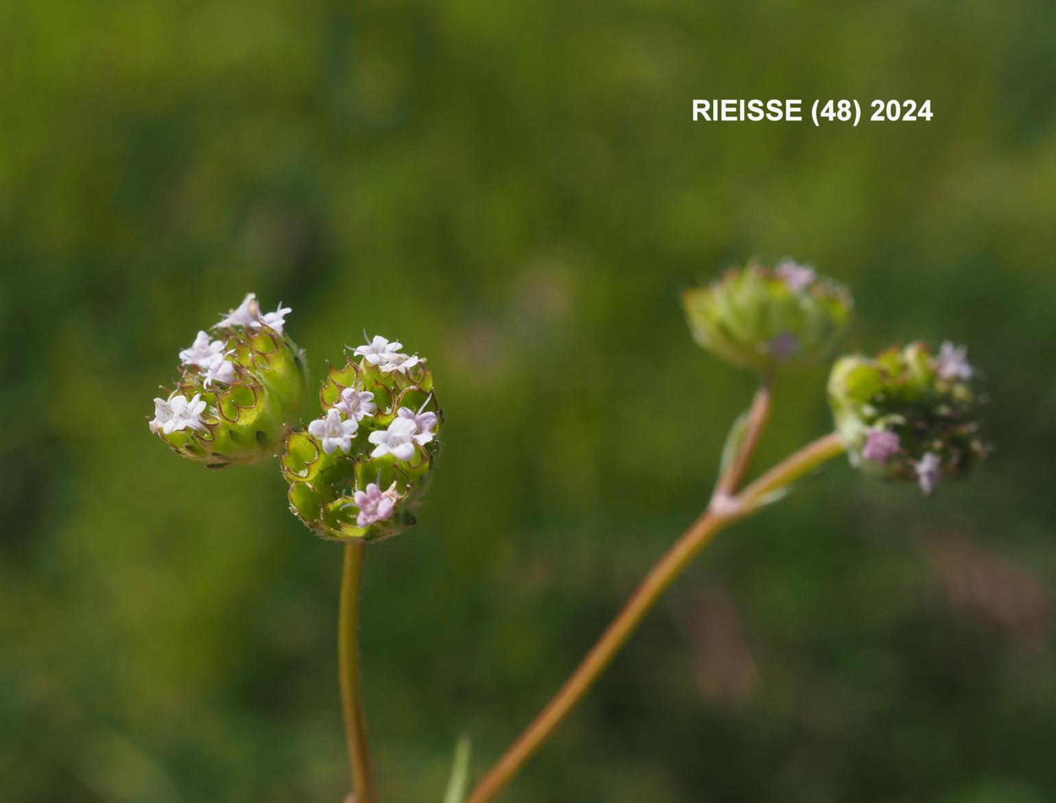 Lamb's Lettuce